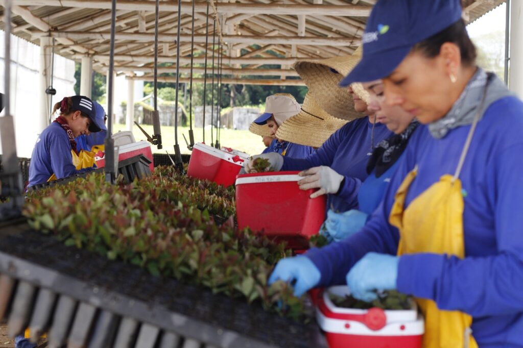 Setor florestal aposta em programas de empregabilidade