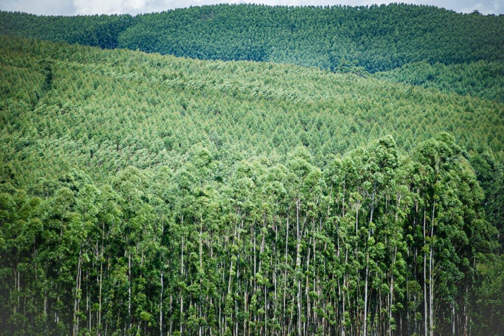 Silvicultura se consolida como importante pilar do agronegócio