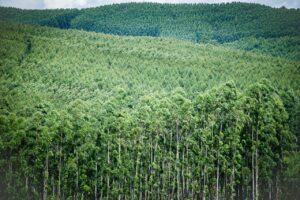 Silvicultura se consolida como importante pilar do agronegócio